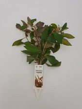 Wasserpflanzen  1Stk. Bundpflanze + 2Mooskugeln Sorte: Alternanthera Rosaefolia