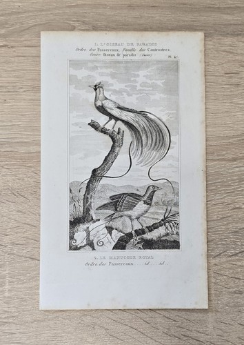 Antiker kupferstich - antiker,