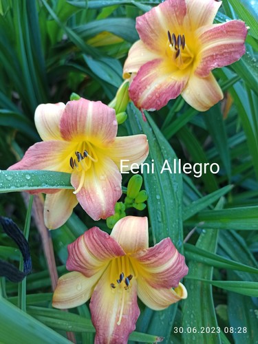 Taglilie eeni allegro - taglilie,