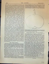 Original alter antiker Druck