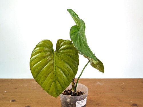 Philodendron sodiroi aff - philodendron, x