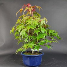 Bonsai fächerahorn acer - bonsai,