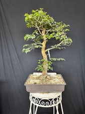 Bergulme Bonsai Prebonsai