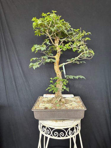 Bergulme bonsai prebonsai - bonsai,