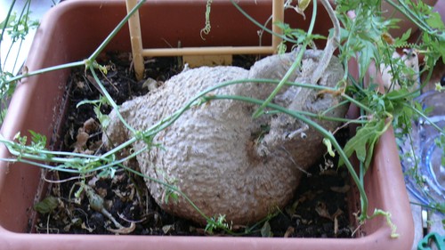 Kedrostis africana caudex - africana,