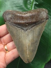11,4 cm glänzender Zahn des Megalodon - Hai Haizahn Fossil