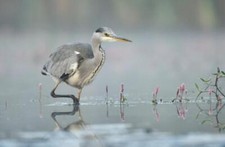Wandbild: Graureiher (Ardea