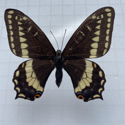 Entomologie*Papilio