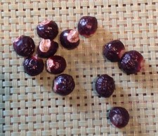 Longan,  Dimocarpus longan, "Drachenauge", 10 frische Samen aus Thailand