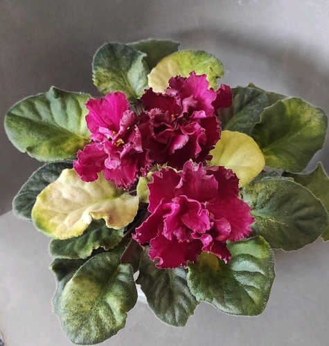 African violet saintpaulia - african, /