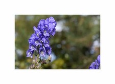 50x Eisenhut Aconitum napellus