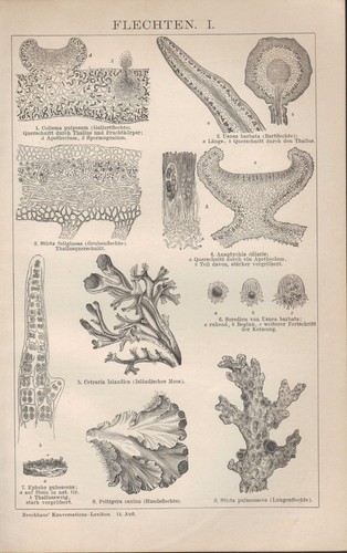 Lithografie 1903 flechten - lithografie,