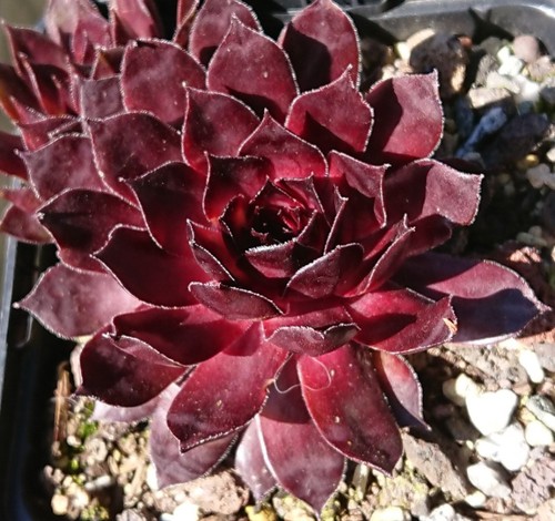 Sempervivum lava - ii", (rus)