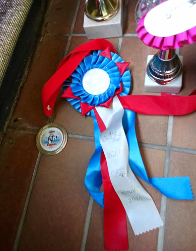 Hundesport konvolut - hundesport,