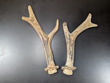 Rehgeweih 2 Stück | Paar vom