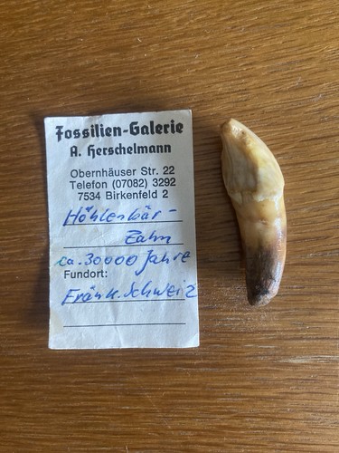 Fossilie zahn höhlenbär alt - zahn,