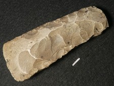 4800J.A: SUPER STEINBEIL 151mm STEINZEIT NEOLITHIKUM EINZELGRAB KULTUR SILEX