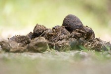 Biodünger, Pferdemist, Natur Mist Pferdeäpfel in Bio Qualität 40 Liter