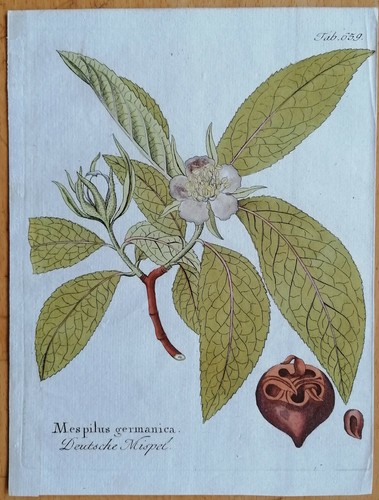 Vietz icones plantarum - vietz,