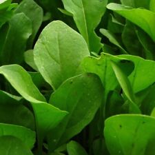 1000 Samen Wilde Rauke Rucola Wasabi Diplotaxis erucoides winterhart Rukola