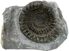 Lias  Standstück mit