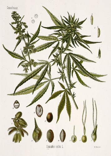 Hanf cannabis botanische - cannabis,,