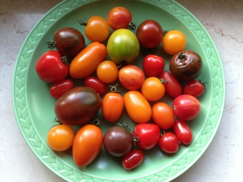 Samen tomaten mischung - samen,