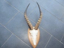 Blessbock Antilope Geweih aus