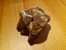 Wollnashorn Backenzahn