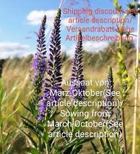 Langblatt Ehrenpreis, Veronica