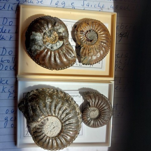 Amaltheus 25 mm - amaltheus, 50