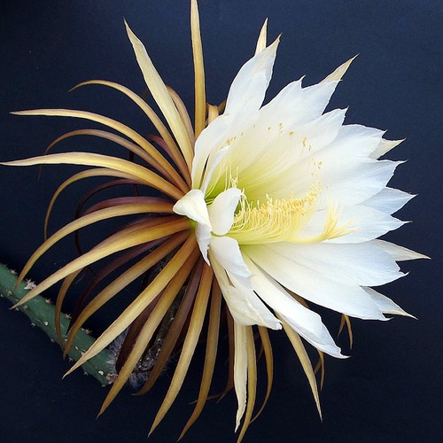 Selenicereus grandiflorus