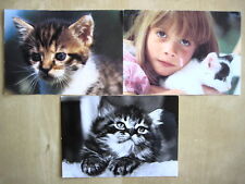 3x hübsche Katzen Motive