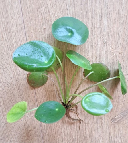 Münzbaum pilea peperomioides - münzbaum,