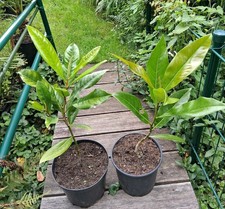 Immergrüne Magnolie ca.50-60