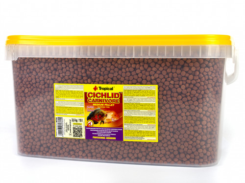 Tropical cichlid carnivore - tropical,