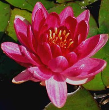 Nymphaea little champion - little,