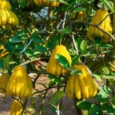 Buddhas Hand Zitrone (Citrus