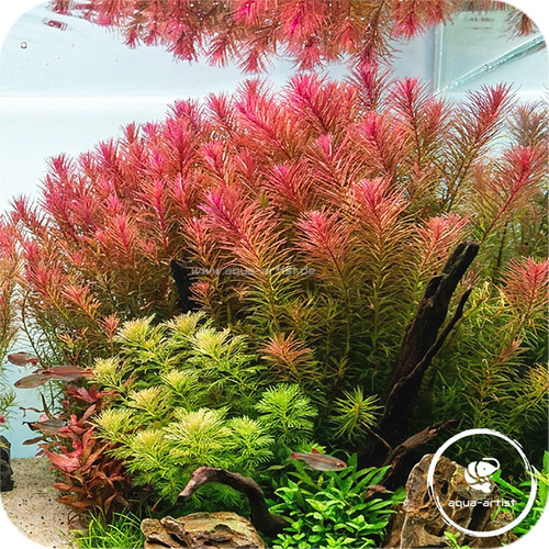 Rotala wallichii rotes - /,
