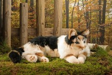 Schildpatt Katze' Celsa 'Von