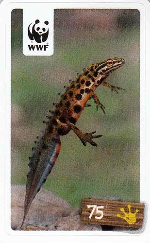 Rewe wwf tier - wwf, abenteuer