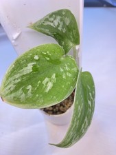 Scindapsus pictus kleine - scindapsus,
