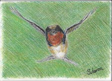 Schwalbe Farbstift Skizze von