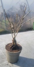 Eichen prebonsai eichenbaum - eichen-prebonsai,,
