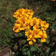 Würztagetes yauhtli - -,