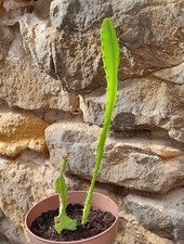 schöner ca. 24 cm großer Epiphyllum Blattkaktus mit 2 Trieben, ROTE Blüte ++