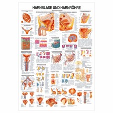 Hanrblase und Harnröhre