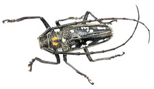 Cerambycidae, Batocera