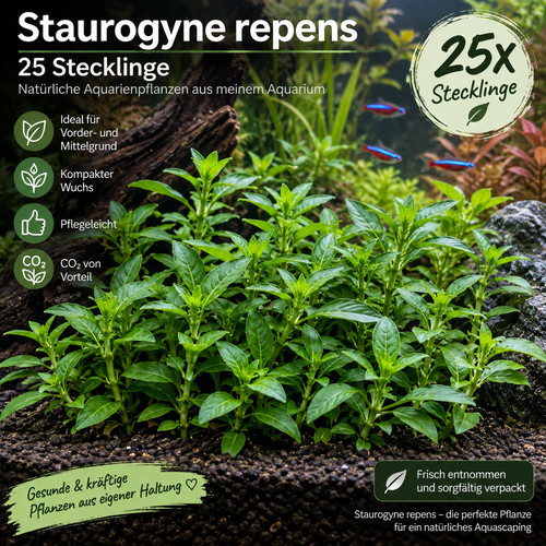 25x staurogyne repens - 25x,