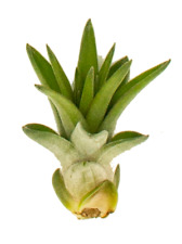 Tillandsia velutina S